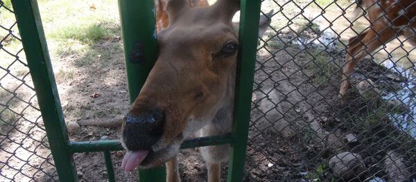 В зоопарке Душанбе - Sputnik Таджикистан