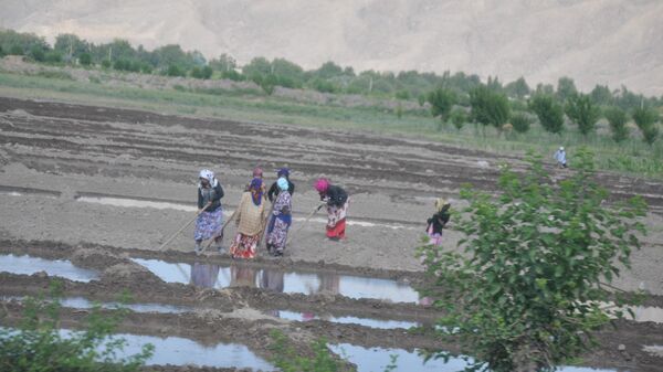 Полив риса в Таджикистане, архивное фото - Sputnik Тоҷикистон