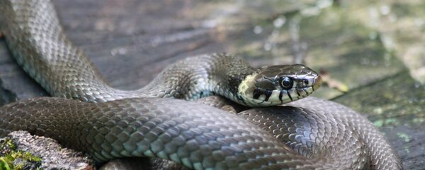 Змея, архивное фото - Sputnik Тоҷикистон