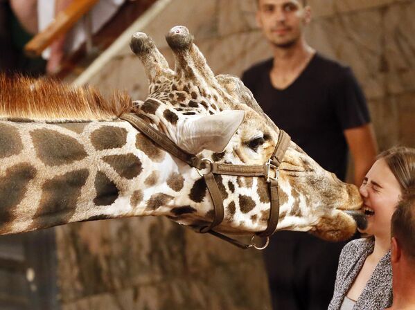 Жираф целует зрителей в цирке - Sputnik Таджикистан