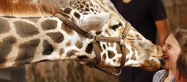 Жираф целует зрителей в цирке Жираф целует зрителей в цирке - Sputnik Таджикистан