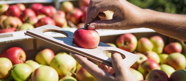 Сбор яблок Сбор яблок - Sputnik Таджикистан