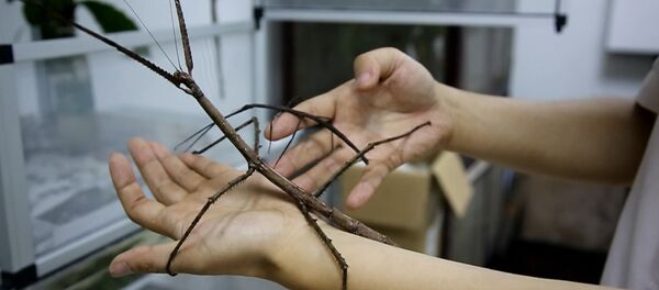 Жук-рекордсмен длиной 64 см Жук-рекордсмен длиной 64 см - Sputnik Таджикистан