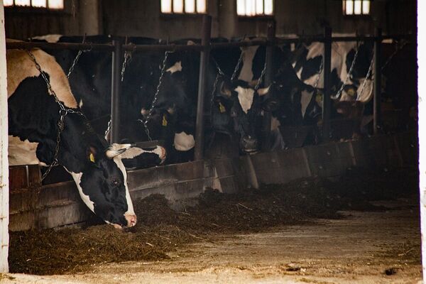 Коровник Коровник - Sputnik Таджикистан