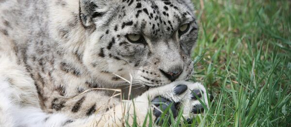 Снежные барсы, архивное фото - Sputnik Таджикистан