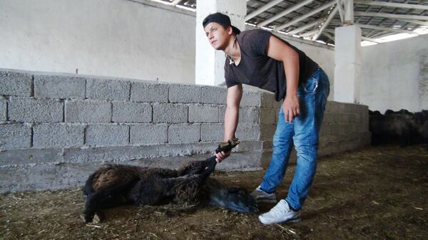 Мясистая шея и жирные ляжки: как в Душанбе отбирают барашков на Иди Курбон - Sputnik Таджикистан