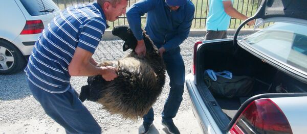 Подготовка к празднику Иди Курбон в Душанбе - Sputnik Таджикистан