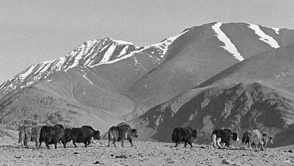 Яки в горах Памира, архивное фото - Sputnik Тоҷикистон