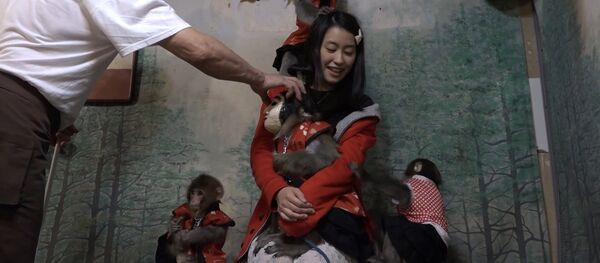 Официанты-макаки развлекают гостей в одном из японских баров - Sputnik Тоҷикистон