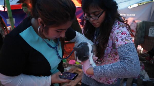 Приют для пострадавших от землетрясения в Мехико животных - Sputnik Таджикистан