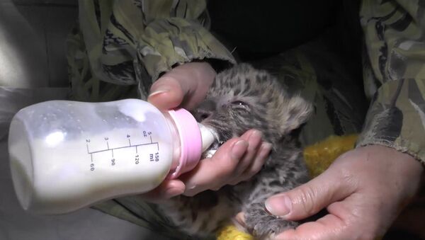 Детеныш дальневосточного леопарда родился в ялтинском зоопарке - Sputnik Таджикистан
