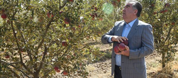 Эмомали Рахмон в своем саду Эмомали Рахмон в своем саду - Sputnik Таджикистан