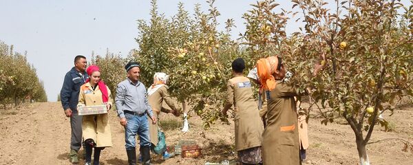 Сбор урожая в Таджикистане Сбор урожая в Таджикистане - Sputnik Тоҷикистон
