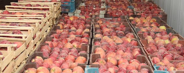 Сбор урожая в Таджикистане - Sputnik Тоҷикистон