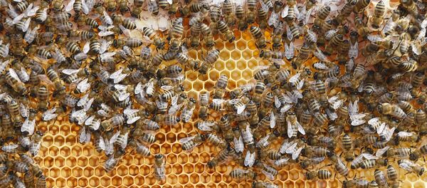 Мед - Sputnik Таджикистан