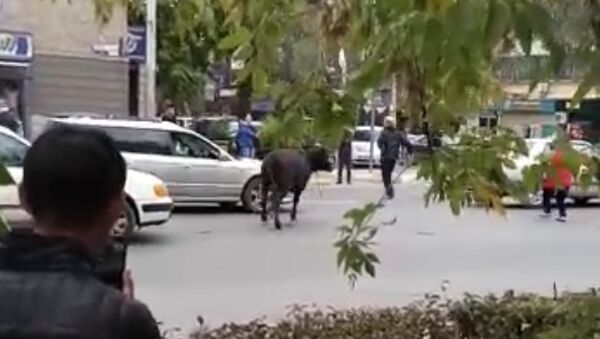 Очевидец снял, как корова сбила женщину в центре Бишкека. Животное поймали - Sputnik Таджикистан