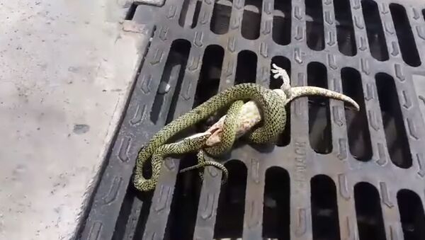 Смертельная схватка геккона и ядовитой змеи попала на видео - Sputnik Таджикистан