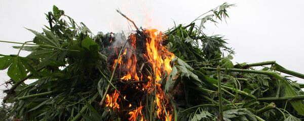 Уничтожение конопли, архивное фото - Sputnik Таджикистан