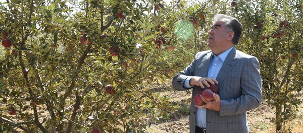 Президент Таджикистана Эмомали Рахмон, архивное фото - Sputnik Таджикистан