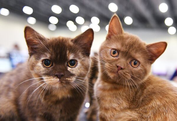 Ҷашнҳои рӯзи 23 ноябр дар Тоҷикистон ва ҷаҳон Ҷашнҳои рӯзи 23 ноябр дар Тоҷикистон ва ҷаҳон - Sputnik Тоҷикистон