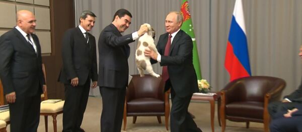 Гурбангулы Бердымухамедов подарил Владимиру Путину щенка алабая Гурбангулы Бердымухамедов подарил Владимиру Путину щенка алабая - Sputnik Таджикистан