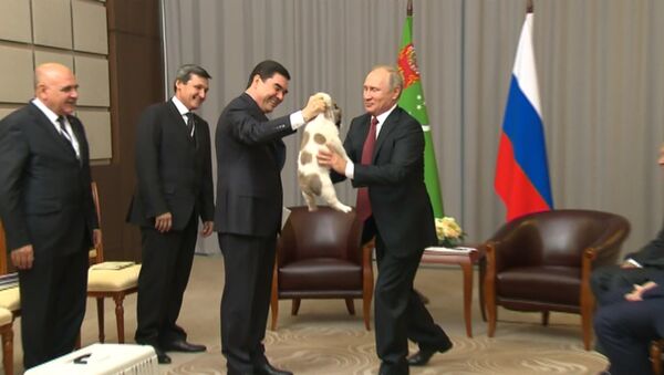 Гурбангулы Бердымухамедов подарил Владимиру Путину щенка алабая - Sputnik Таджикистан