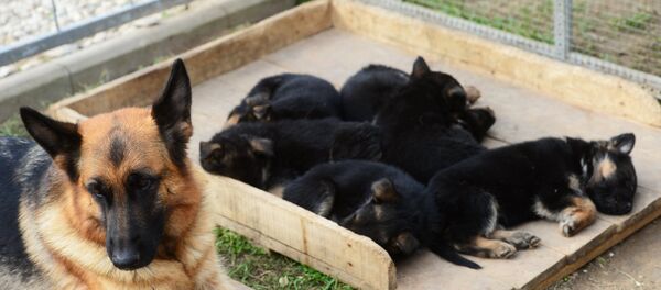 Собаки, архивное фото - Sputnik Таджикистан