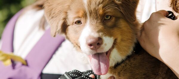 Собака, архивное фото Собака, архивное фото - Sputnik Таджикистан