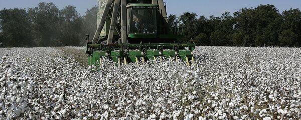 Сбор хлопка, архивное поле - Sputnik Таджикистан