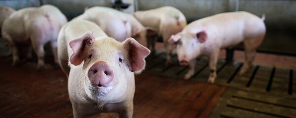 Свинья в стойле, архивное фото - Sputnik Тоҷикистон