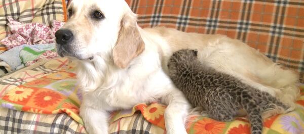 Собака выкармливает детеныша леопарда Собака выкармливает детеныша леопарда - Sputnik Таджикистан