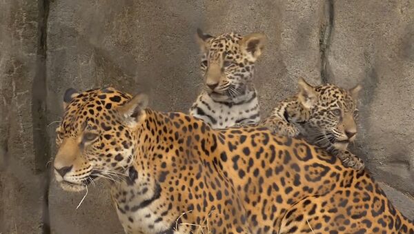 Детеныши ягуара в зоопарке Хьюстона - Sputnik Таджикистан