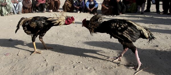 Бойцовые петухи, архивное фото - Sputnik Таджикистан