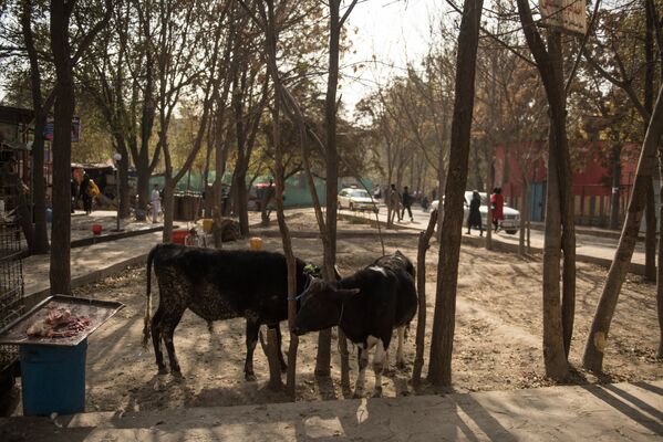 Коровы во дворе дома одного из районов Кабула - Sputnik Таджикистан