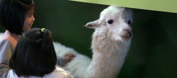 В тайваньском кафе в Нью-Тайбэе владелец поселил нескольких альпак В тайваньском кафе в Нью-Тайбэе владелец поселил нескольких альпак - Sputnik Таджикистан