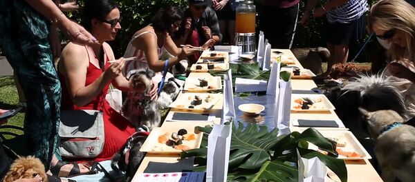 Суши для собак Суши для собак - Sputnik Тоҷикистон