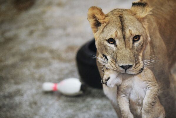 Африканская львица Эмма с одним из трех львят, родившихся 30 сентября в Екатеринбургском зоопарке - Sputnik Таджикистан