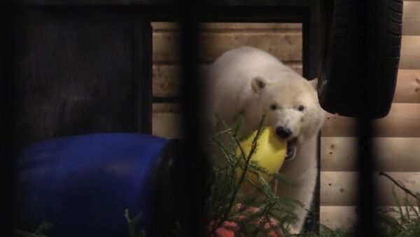 Белая медведица из Якутии осваивается в Ленинградском зоопарке - Sputnik Таджикистан