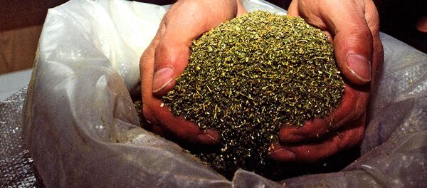 Изъятие марихуаны, архивное фото - Sputnik Таджикистан