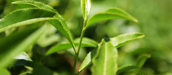 Сбор и переработка чая, архивное фото Сбор и переработка чая, архивное фото - Sputnik Таджикистан