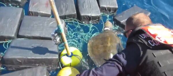 Спасение черепахи, застрявшей среди тюков с кокаином - Sputnik Таджикистан