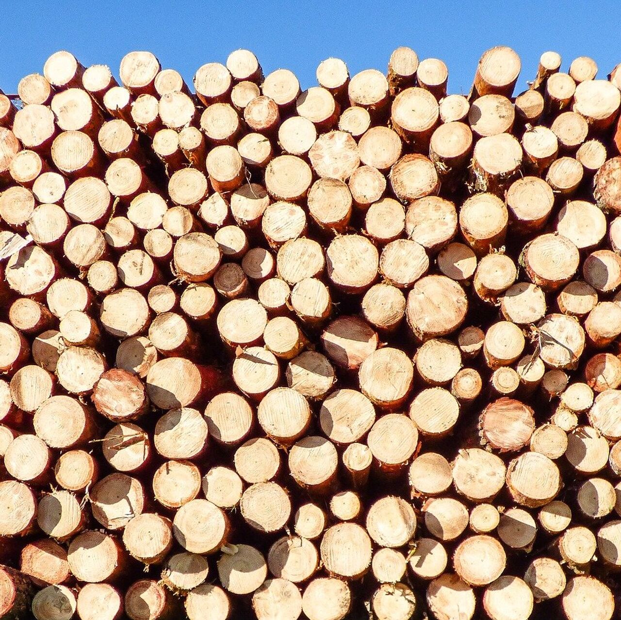 Из Томска в Таджикистан приостановлен экспорт пиломатериалов