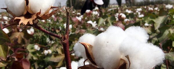 Хлопок, архивное фото - Sputnik Тоҷикистон