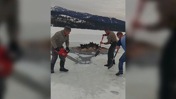 В США спасли лосей, провалившихся под лед - Sputnik Таджикистан
