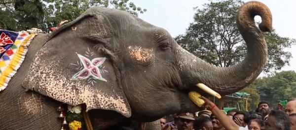 В Индии слонам устроили спа-процедуры В Индии слонам устроили спа-процедуры - Sputnik Таджикистан
