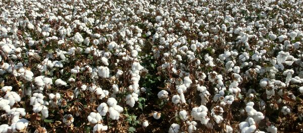Поле с хлопком, архивное фото Поле с хлопком, архивное фото - Sputnik Тоҷикистон