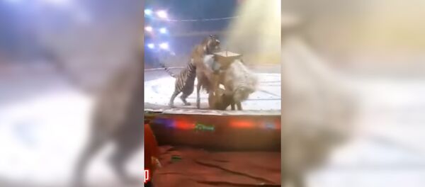 В китайском цирке тигр и лев напали на лошадь на глазах у зрителей - Sputnik Таджикистан