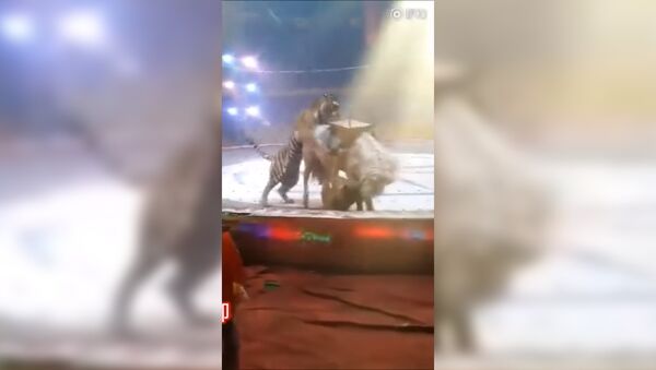 В китайском цирке тигр и лев напали на лошадь на глазах у зрителей - Sputnik Таджикистан