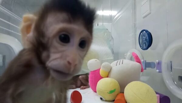 Китайские ученые показали первых в мире клонированных приматов - Sputnik Таджикистан