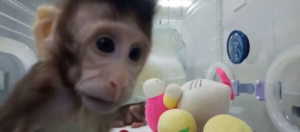Китайские ученые показали первых в мире клонированных приматов Китайские ученые показали первых в мире клонированных приматов - Sputnik Таджикистан